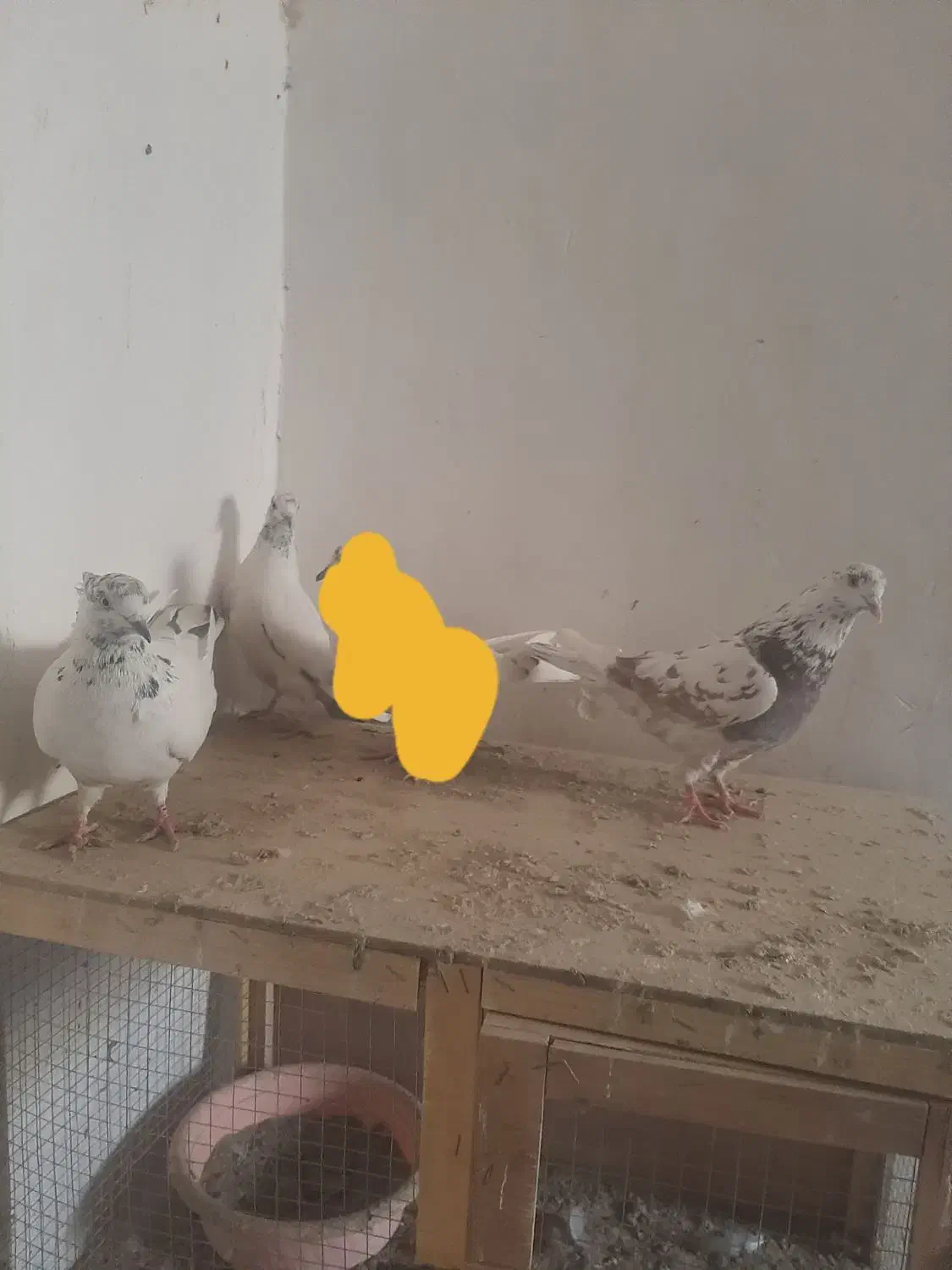 کفتر|پرنده|تهران, امیریه|دیوار