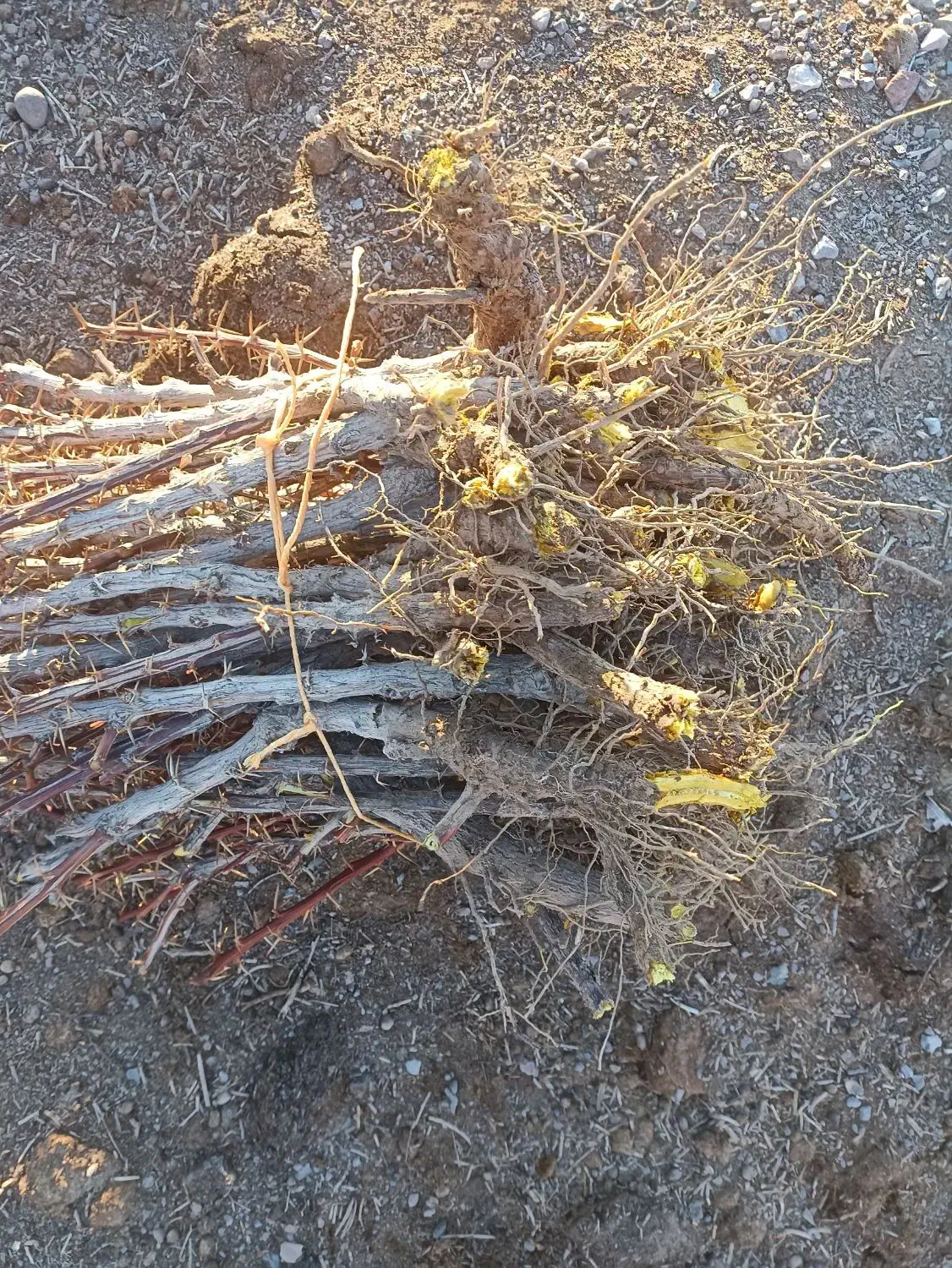 نهال زرشک وعناب از کشاورز|خدمات باغبانی و درختکاری|بیرجند, |دیوار