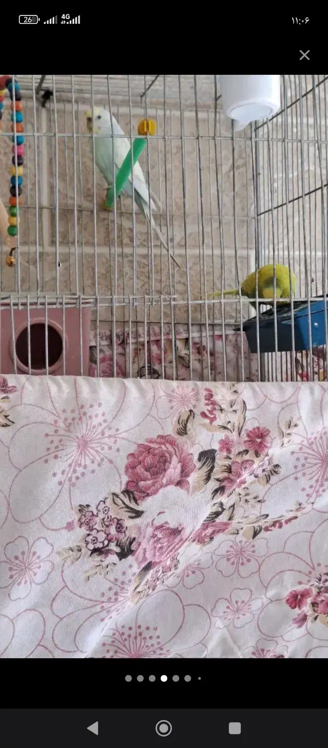 ۶عدد مرغ عشق معاوضه با قناری نر|پرنده|لاران, |دیوار