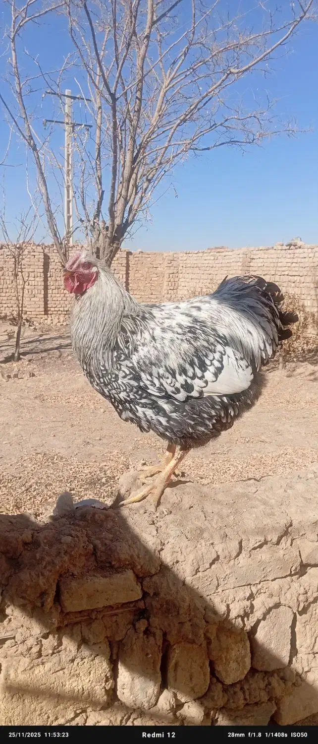 خروس|حیوانات مزرعه|آشتیان, |دیوار