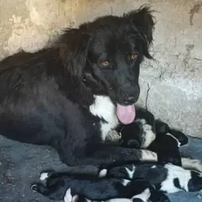 گمشده|سگ|ریگ, |دیوار