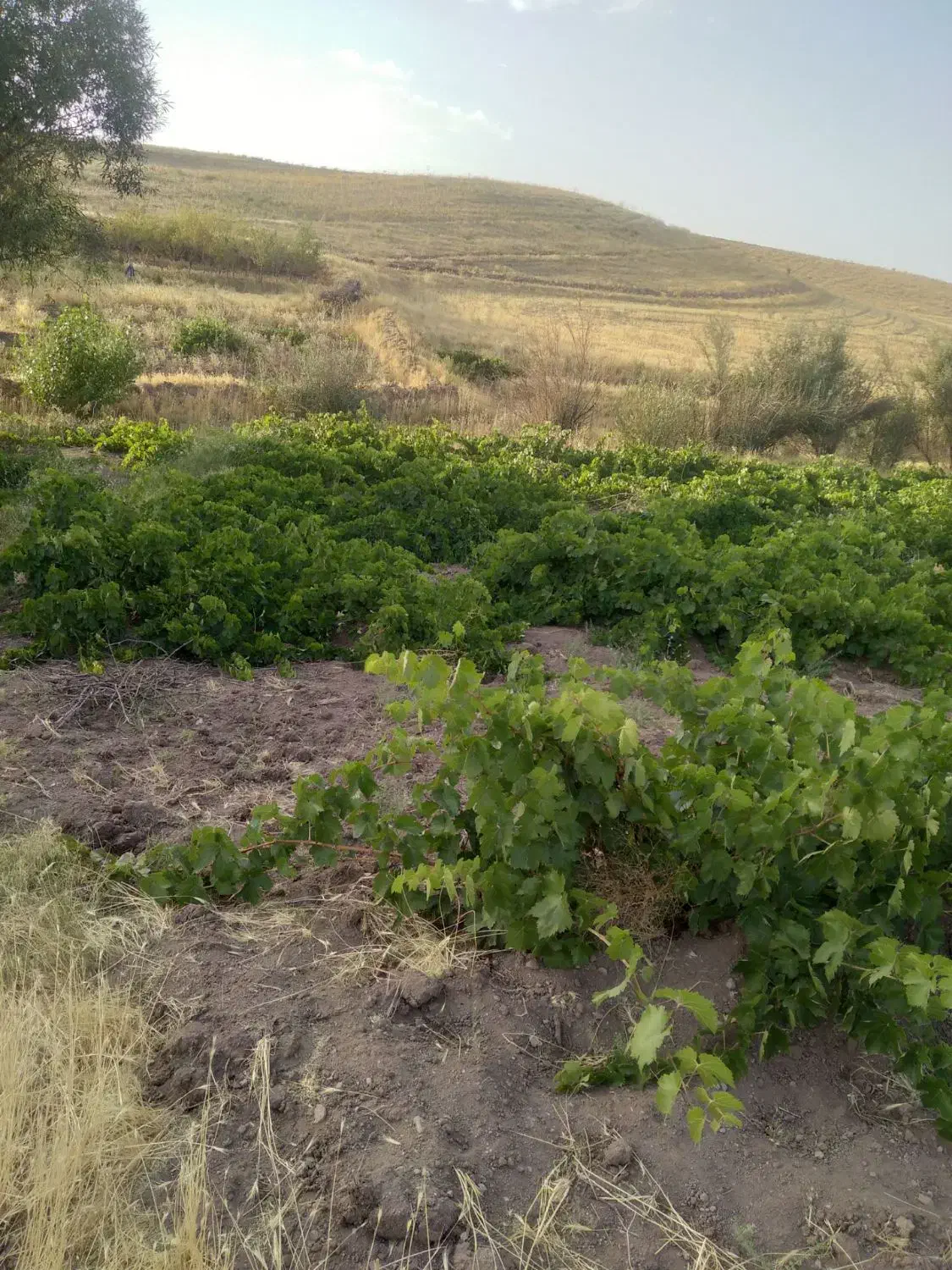 باغ انگور و زمین مسکونی ودامداری  شهر مالوجه|فروش زمین و ملک کلنگی|قروه, |دیوار