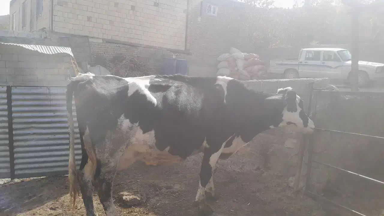 گاو شیری|حیوانات مزرعه|چاپشلو, |دیوار