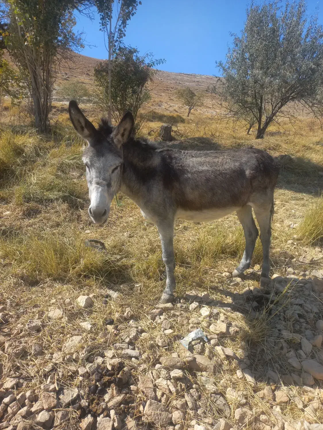 الاغ مخصوص گله|حیوانات مزرعه|زالیان, |دیوار