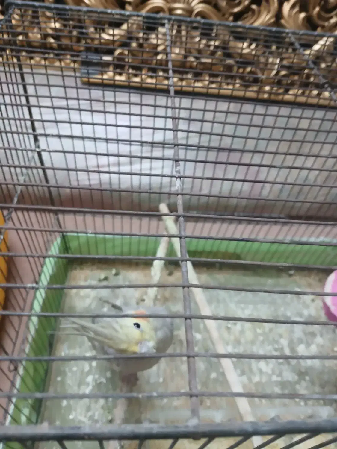 عروس هلندی سه عدد|پرنده|قم, نوبهار|دیوار