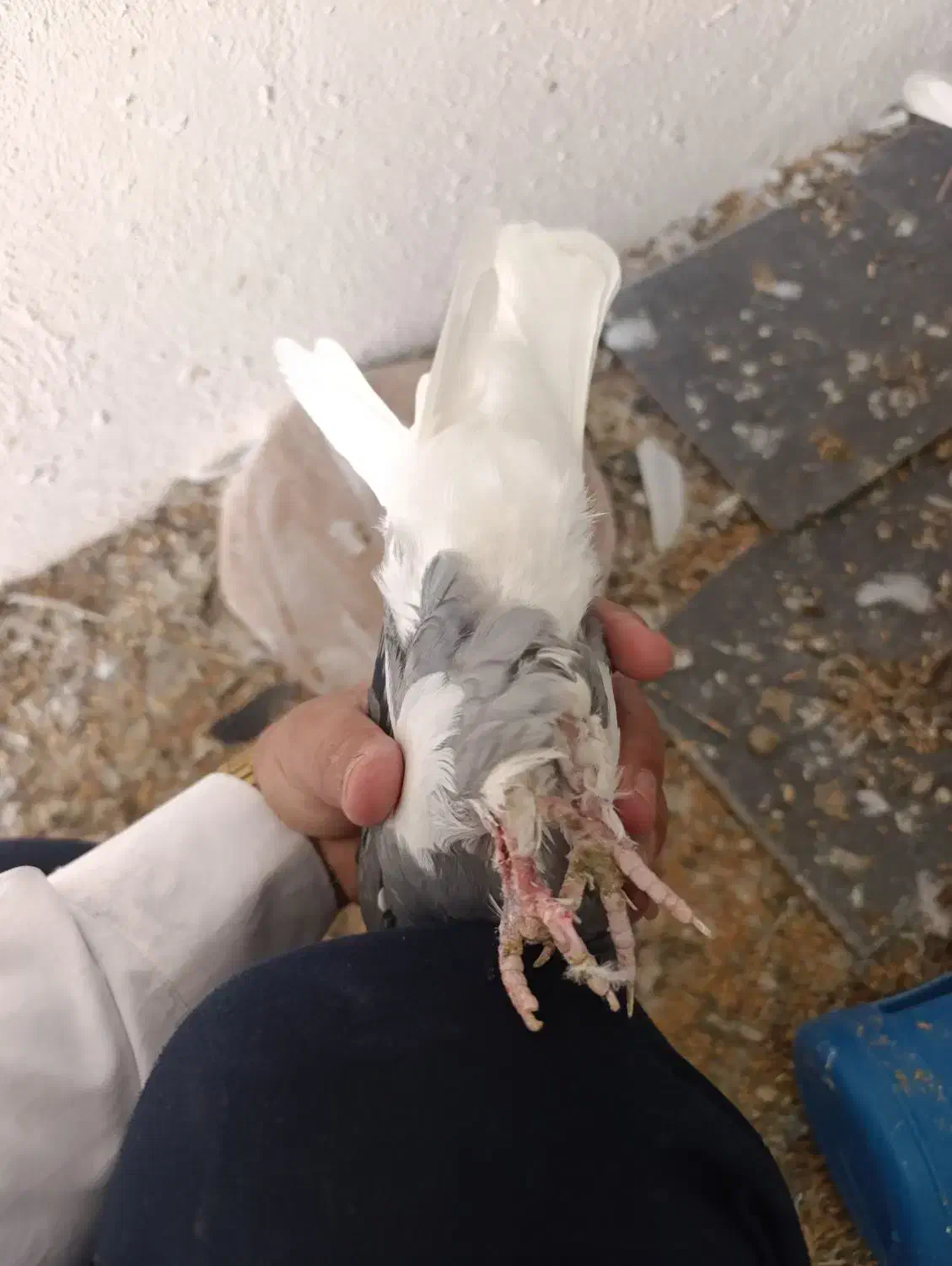 سبز پلنگ کلایی ماده همچین درست با سبز|پرنده|بم, |دیوار