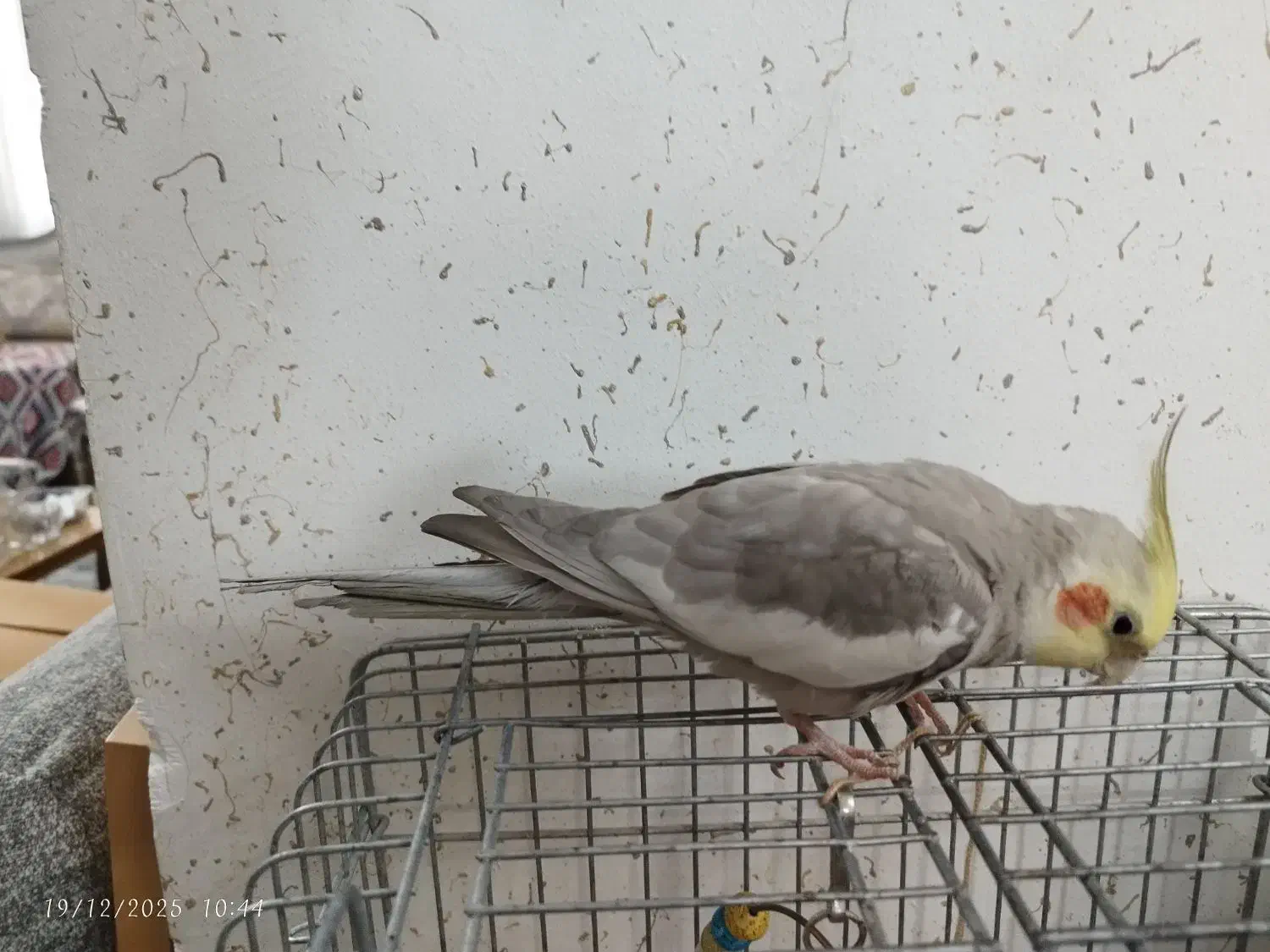 عروس هلندی نر|پرنده|ری, شهید بهشتی|دیوار