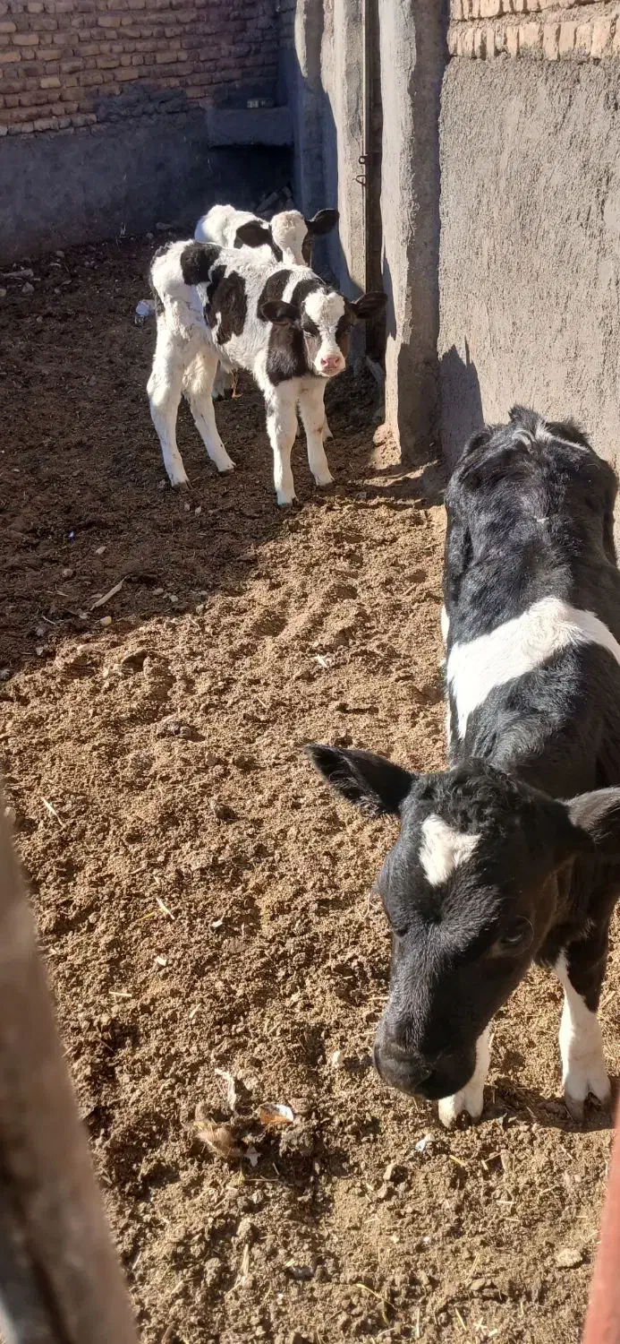 گوساله ماده|حیوانات مزرعه|تربت جام, میان جام|دیوار