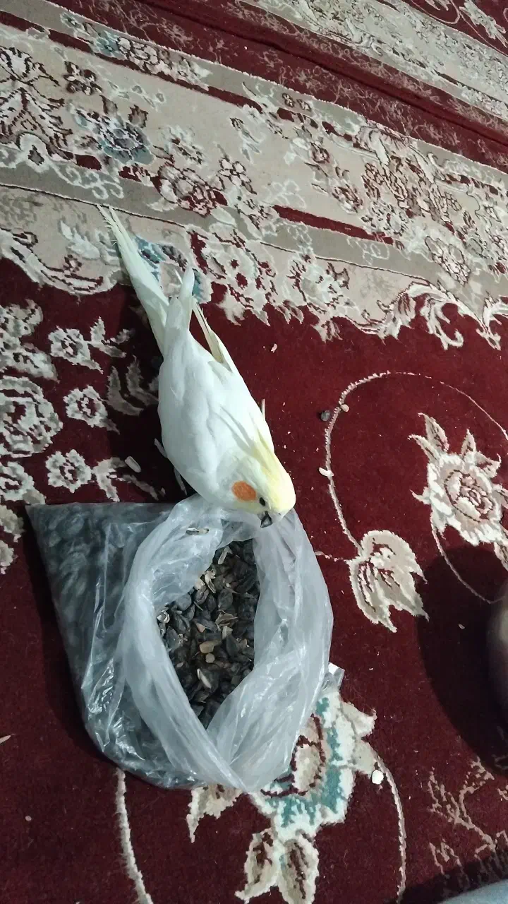 عروس هلندی بالغ نر سخنگو|پرنده|شیروان (خراسان), |دیوار