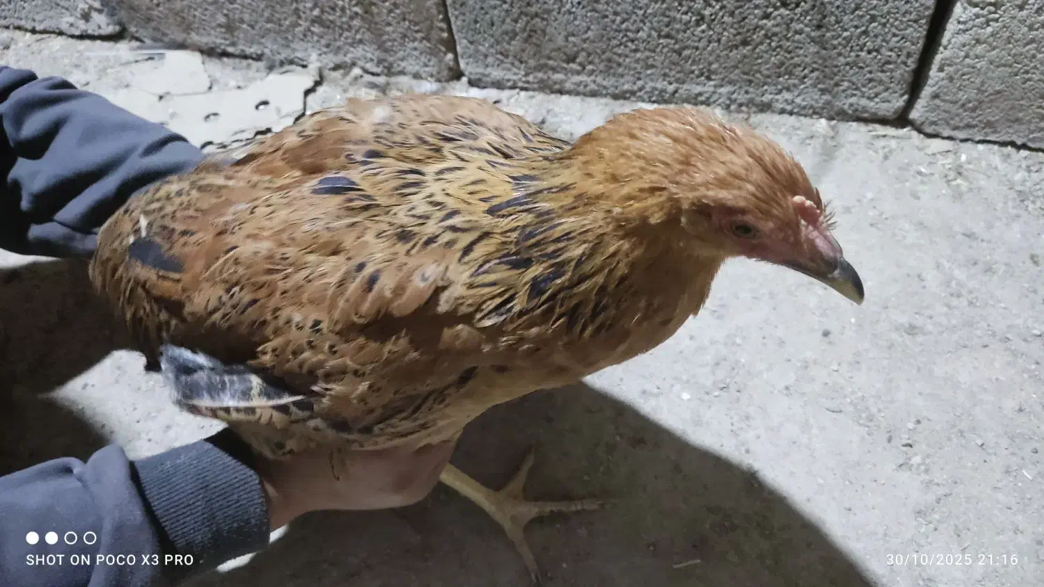 مرغ 6ماهه|حیوانات مزرعه|شیراز, بید زرد|دیوار