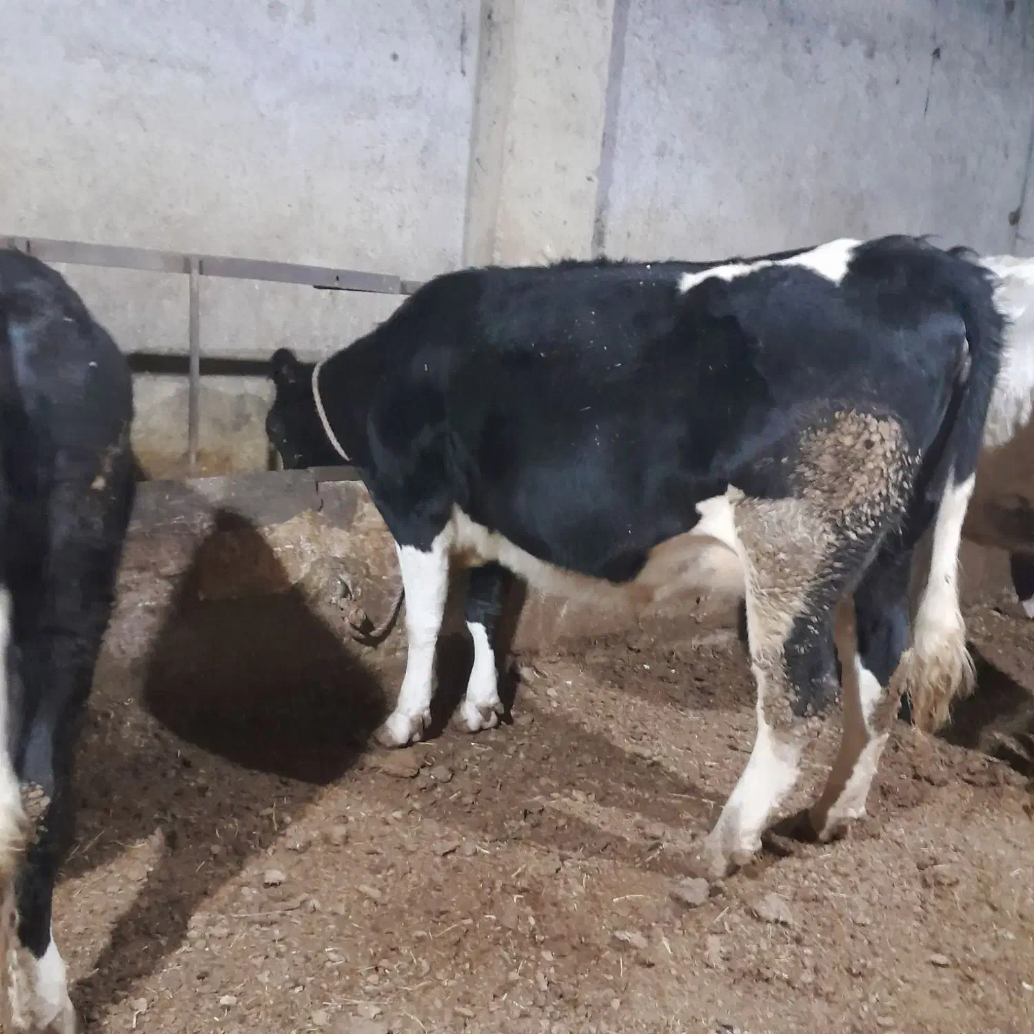 گاو شیری|حیوانات مزرعه|نوشین شهر, |دیوار