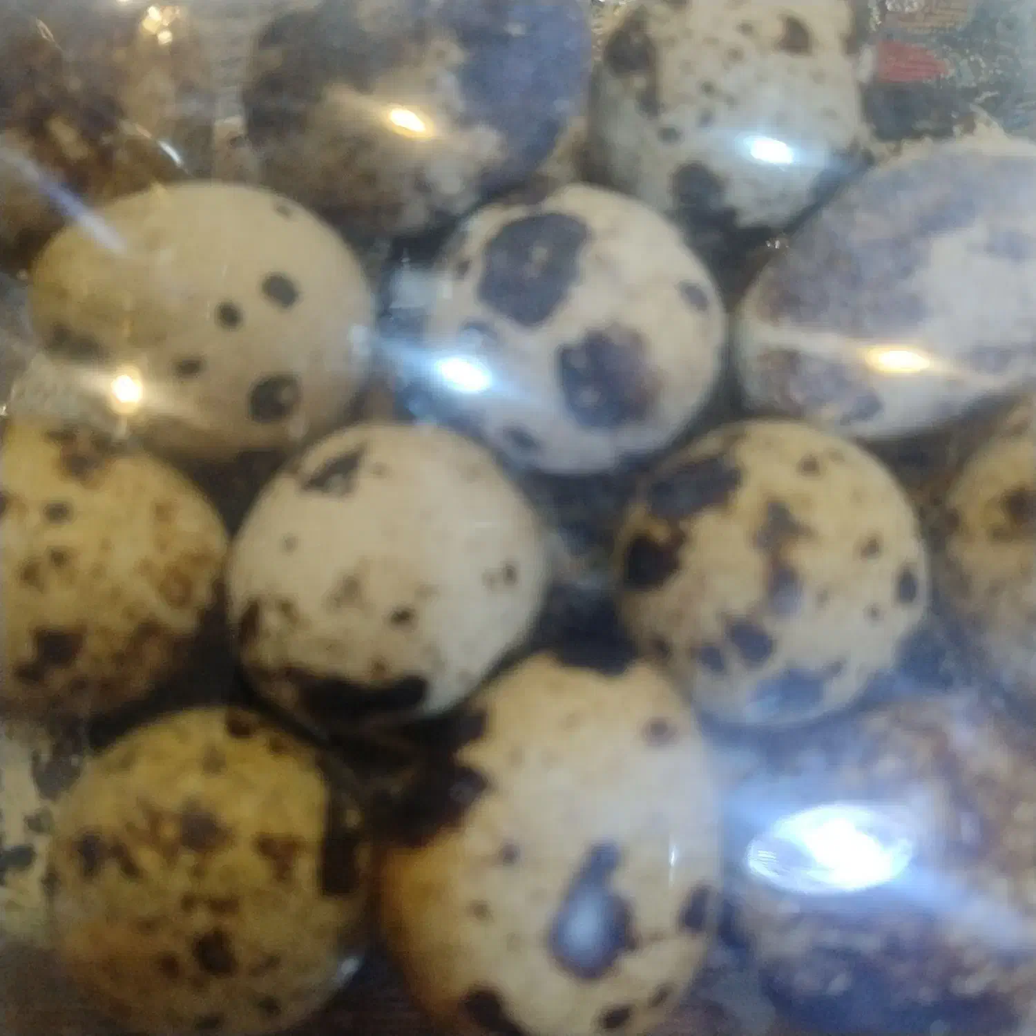 تخم بلدرچین  نطفه دار|حیوانات مزرعه|یزد, |دیوار