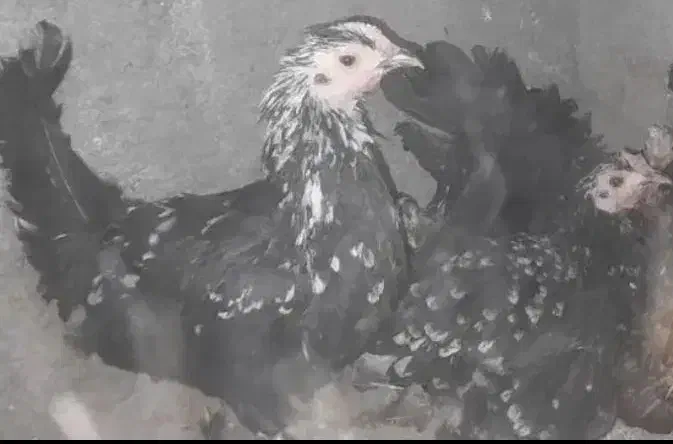 تخم مرغ نطفه دار گلین لری|حیوانات مزرعه|اردکان, |دیوار