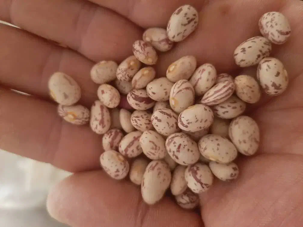 لوبیا چیتی درجه یک برداشت امسال|خوردنی و آشامیدنی|شهرکرد, |دیوار