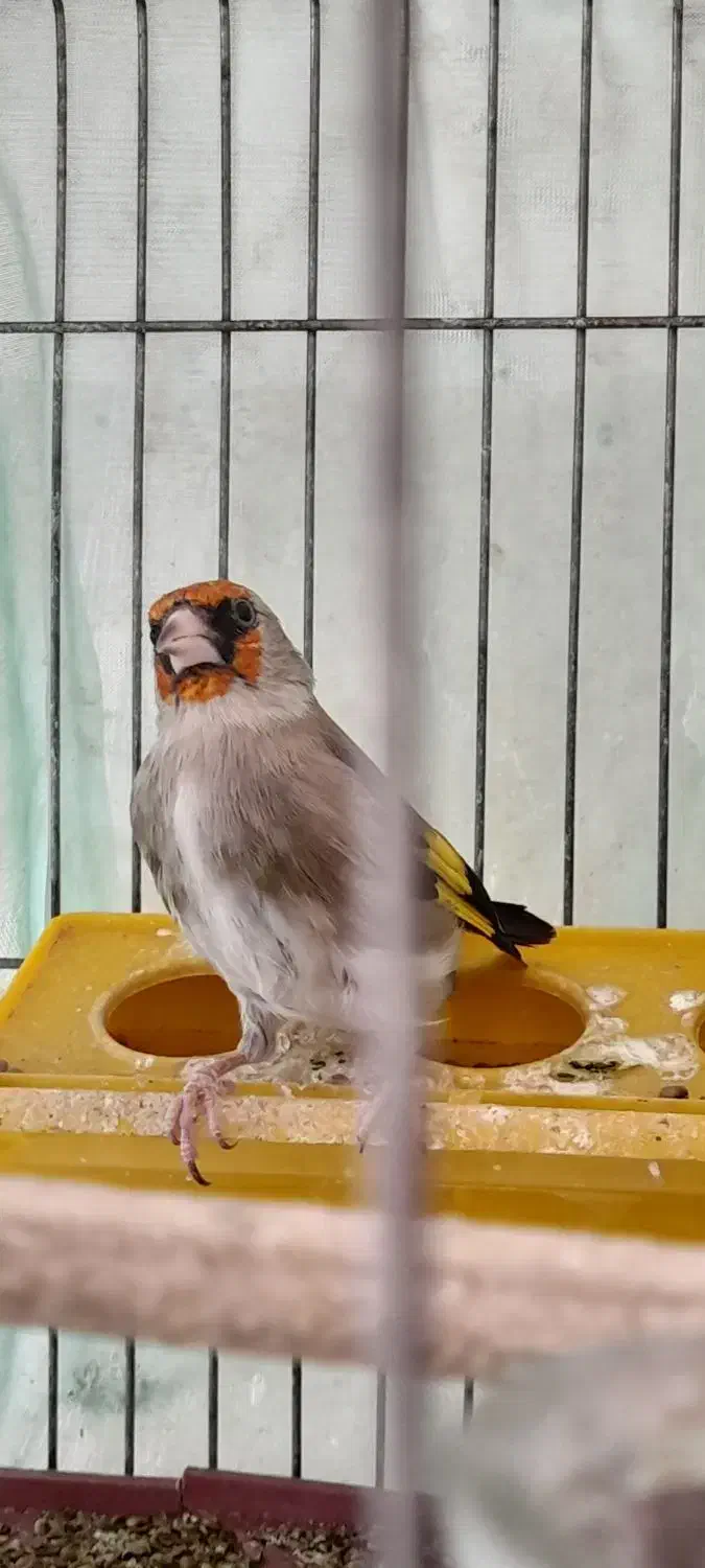 سهره کرمانی نر|پرنده|پردیس, فاز ۴|دیوار