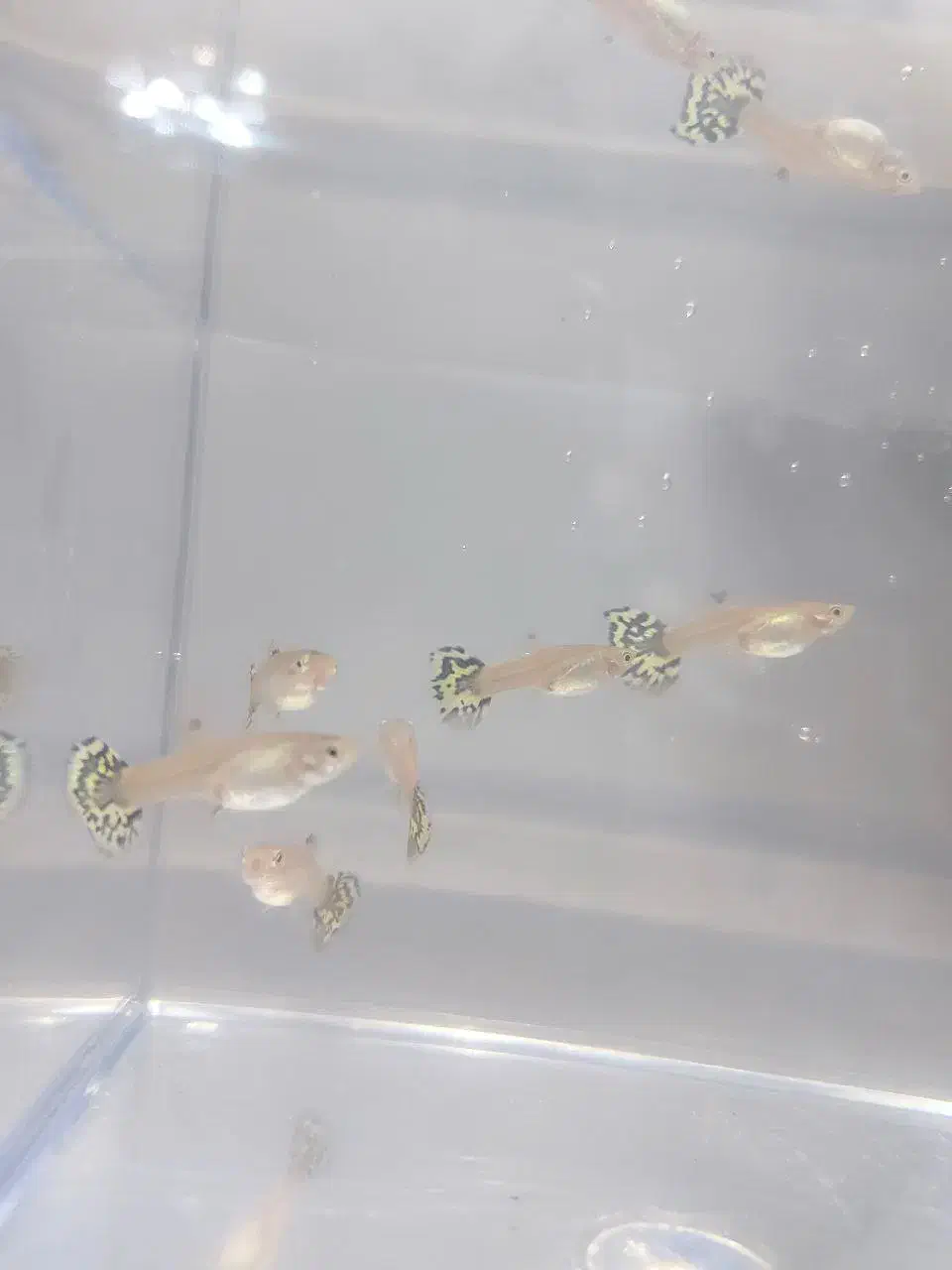 ماهی  گوپی تایگر نر و ماده و گوپی کوی نر حلزون سیب|ماهی|میانه, |دیوار