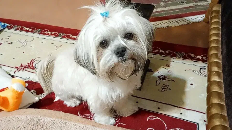 سگ شیتزو|سگ|کرج, حسن آباد|دیوار