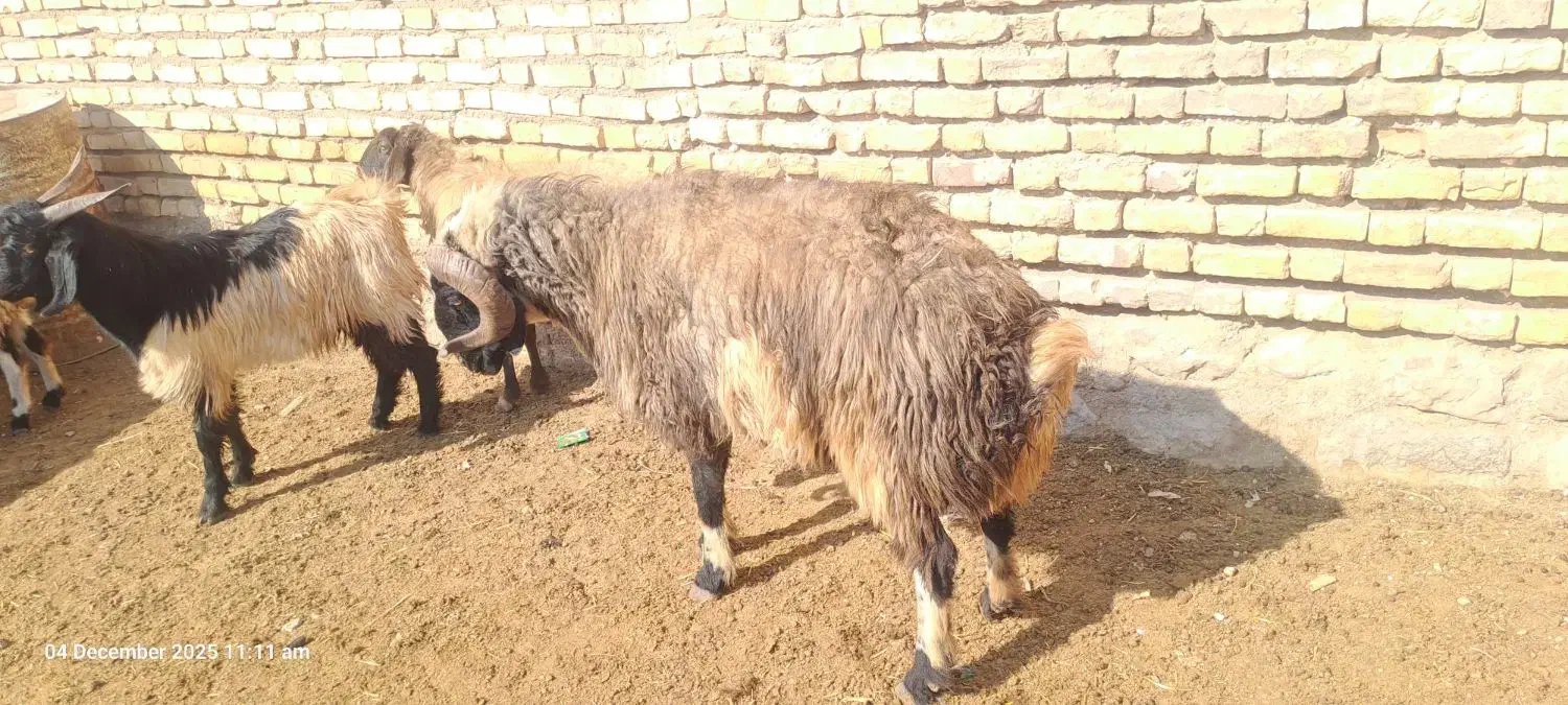 قوچ بذری روزگاری|حیوانات مزرعه|نی‌ریز, |دیوار