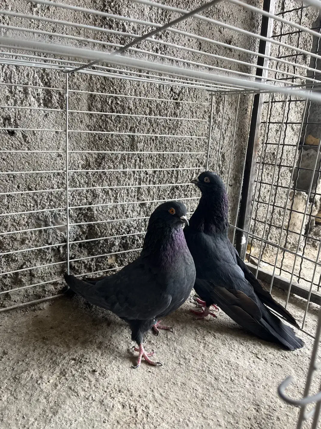 کفتر پرشی|پرنده|یزد, |دیوار