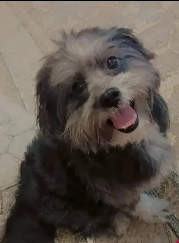 شیتزو نر تقریبا ا ساله|سگ|باسمنج, |دیوار