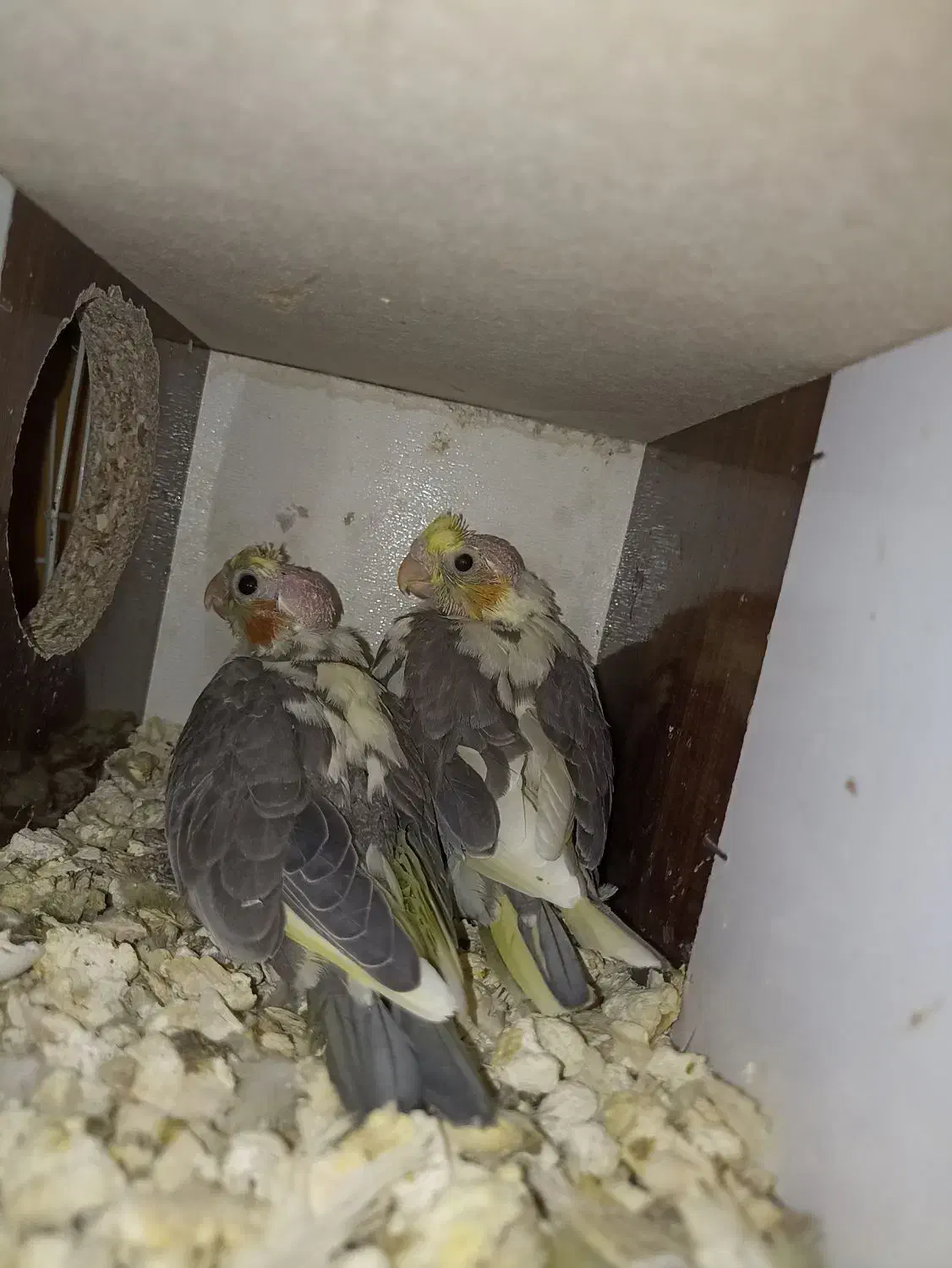 جوجه عروس هلندی|پرنده|تربت جام, خیرآباد|دیوار