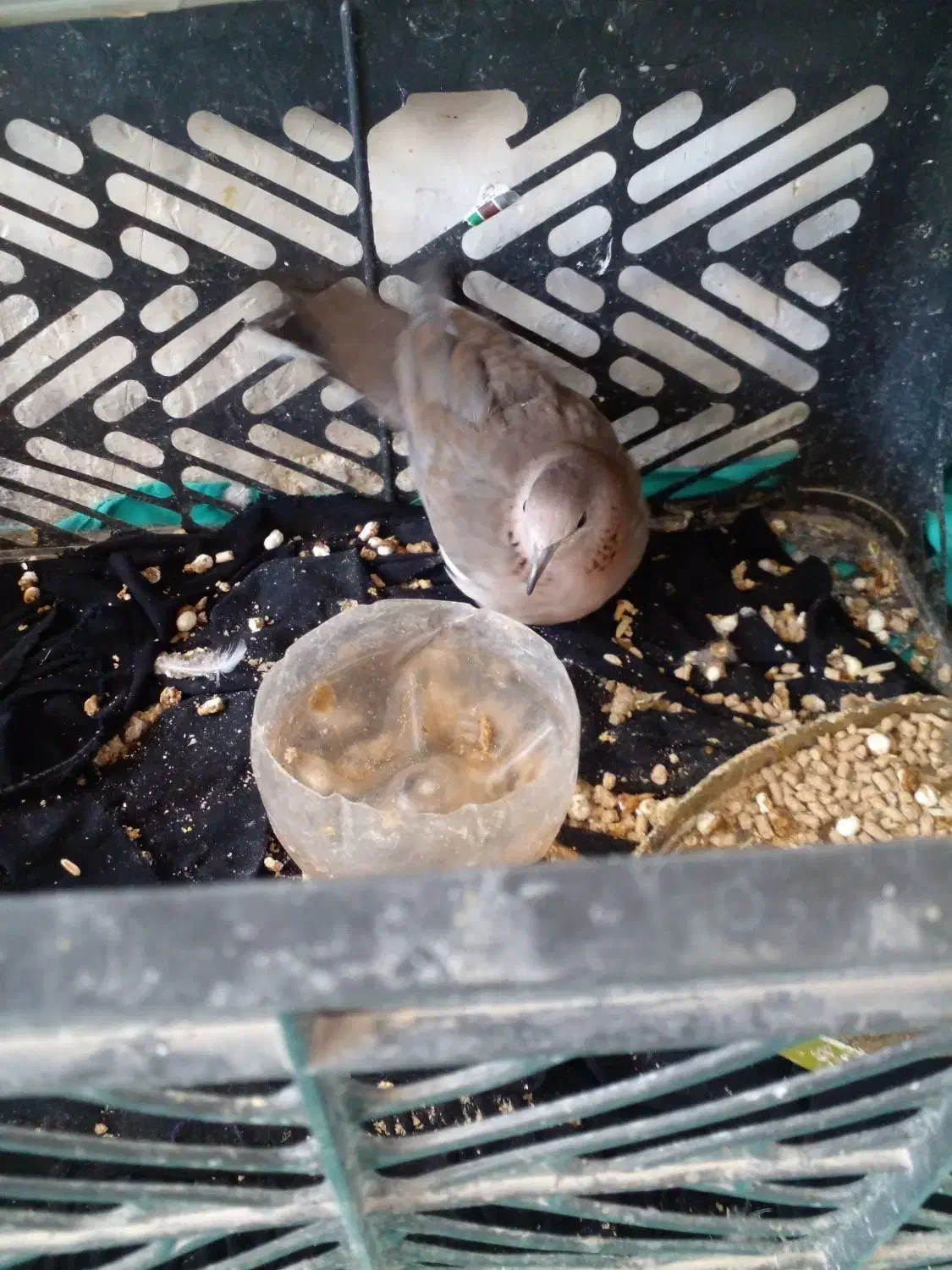 کبوتر خانه ای|پرنده|کرباسک, |دیوار