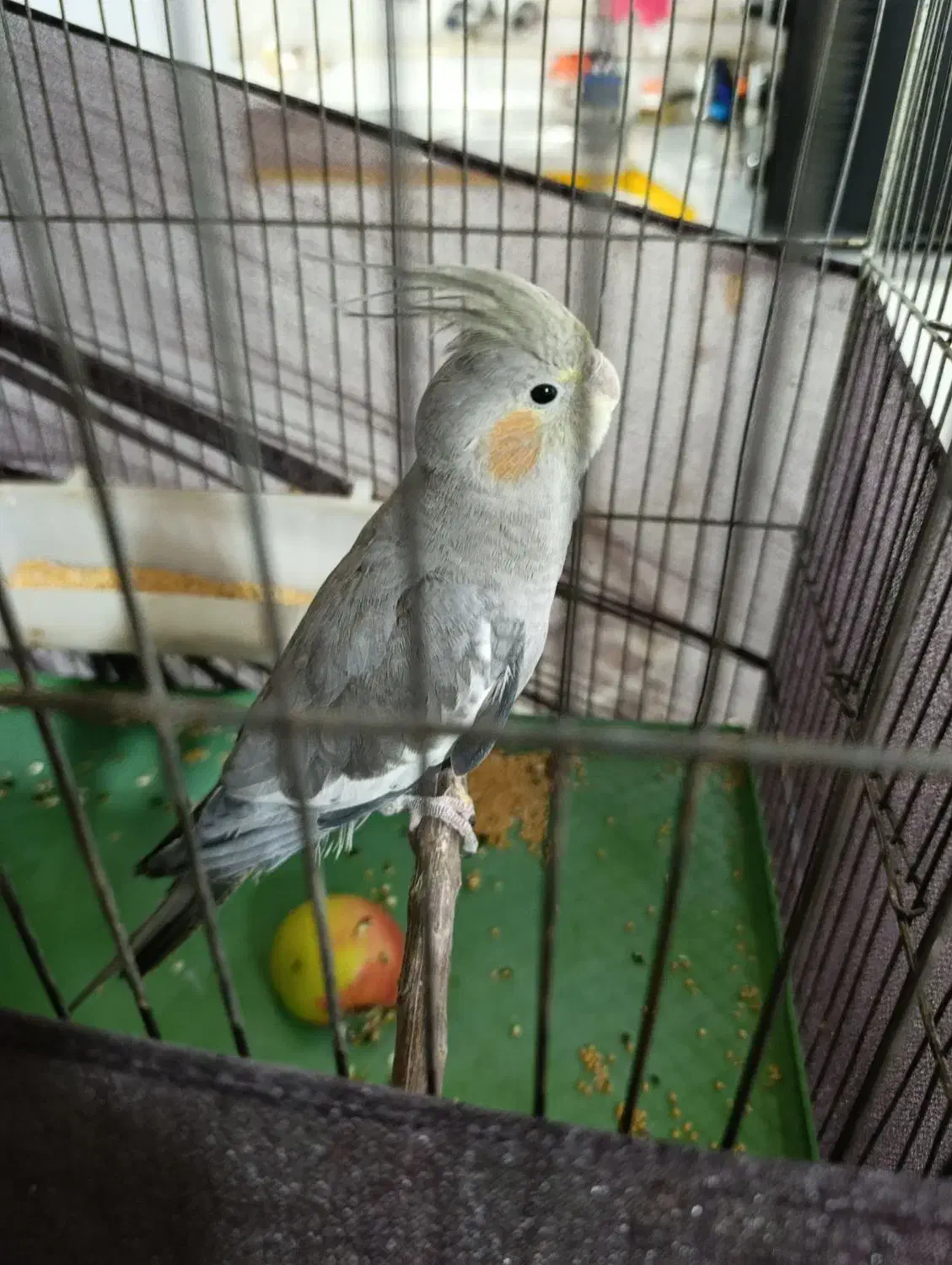 عروس هلندی ۴ ماهه|پرنده|محمدیه-قزوین, |دیوار