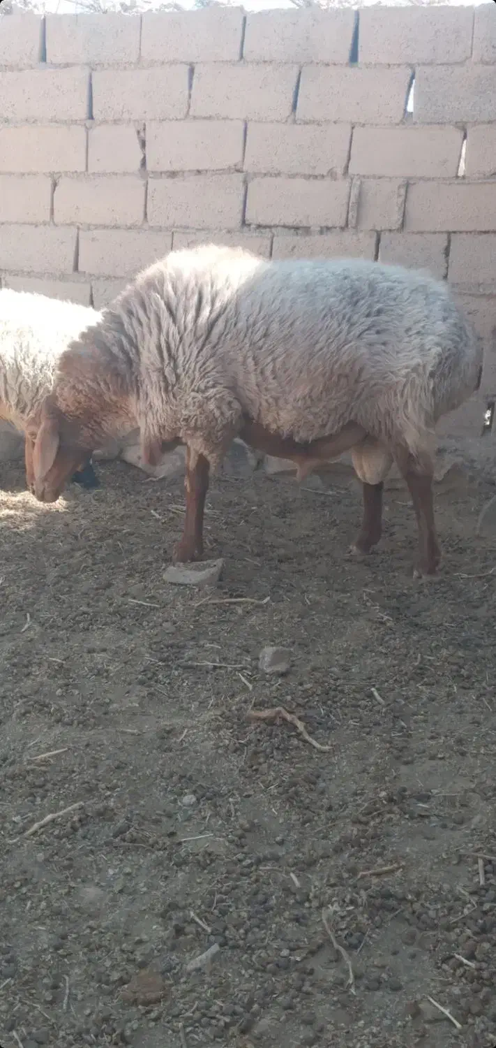 قوچ چاق فروشی|حیوانات مزرعه|گزیک, |دیوار