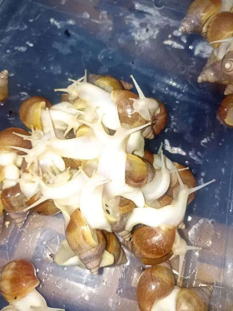 حلزون اچاتینا آلبینو|خزنده|شیراز, شهرک گلستان|دیوار