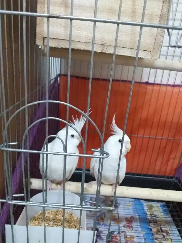 عروس هلندی|حیوانات مزرعه|رشت, کوی مهر|دیوار