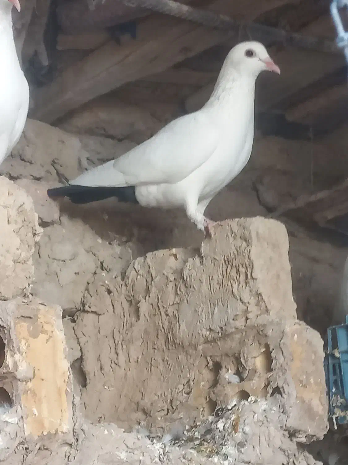 جوانه دم سیاه|پرنده|زهک, |دیوار