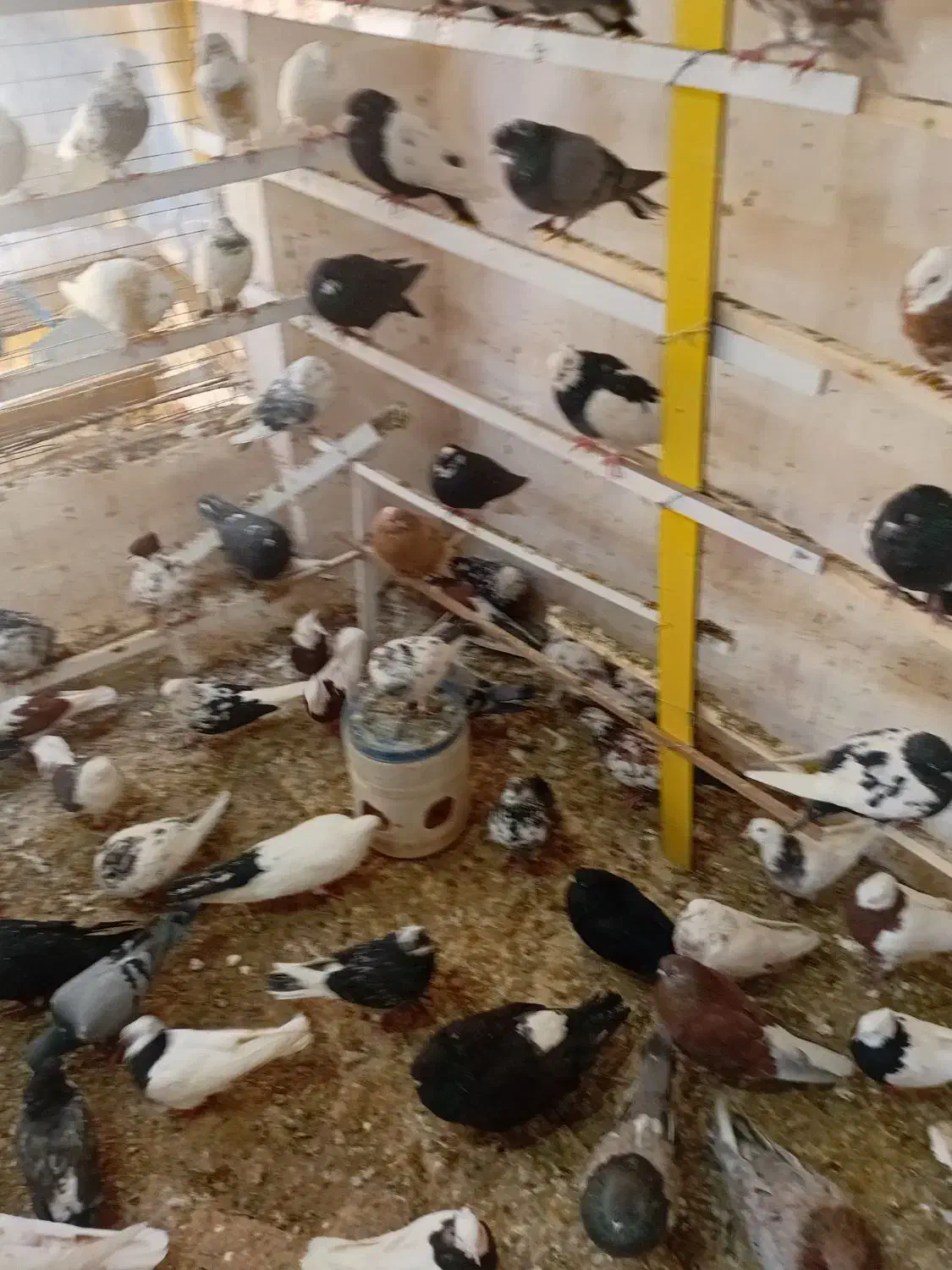 پرنده فروشی تک|پرنده|ابهر, |دیوار