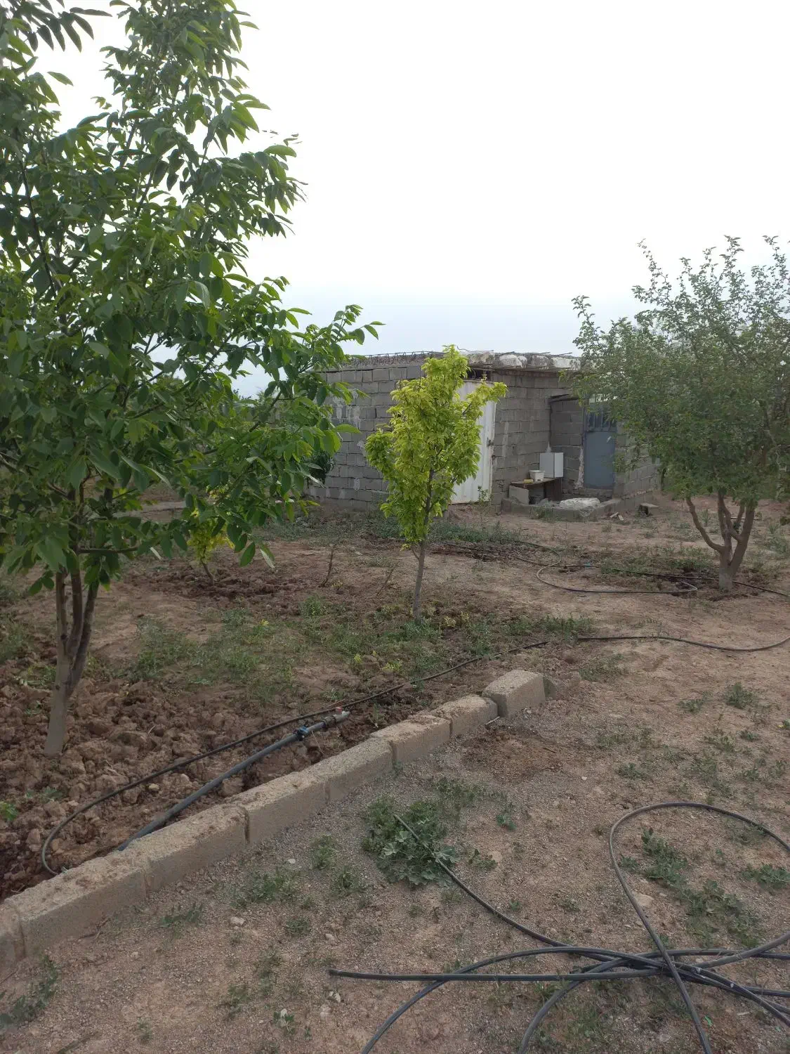 زمین باغ به متراژ ۱۰۰۰ متر واقع در نظر آباد|فروش دفتر صنعتی، کشاورزی، تجاری|نظرآباد, احمد آباد|دیوار