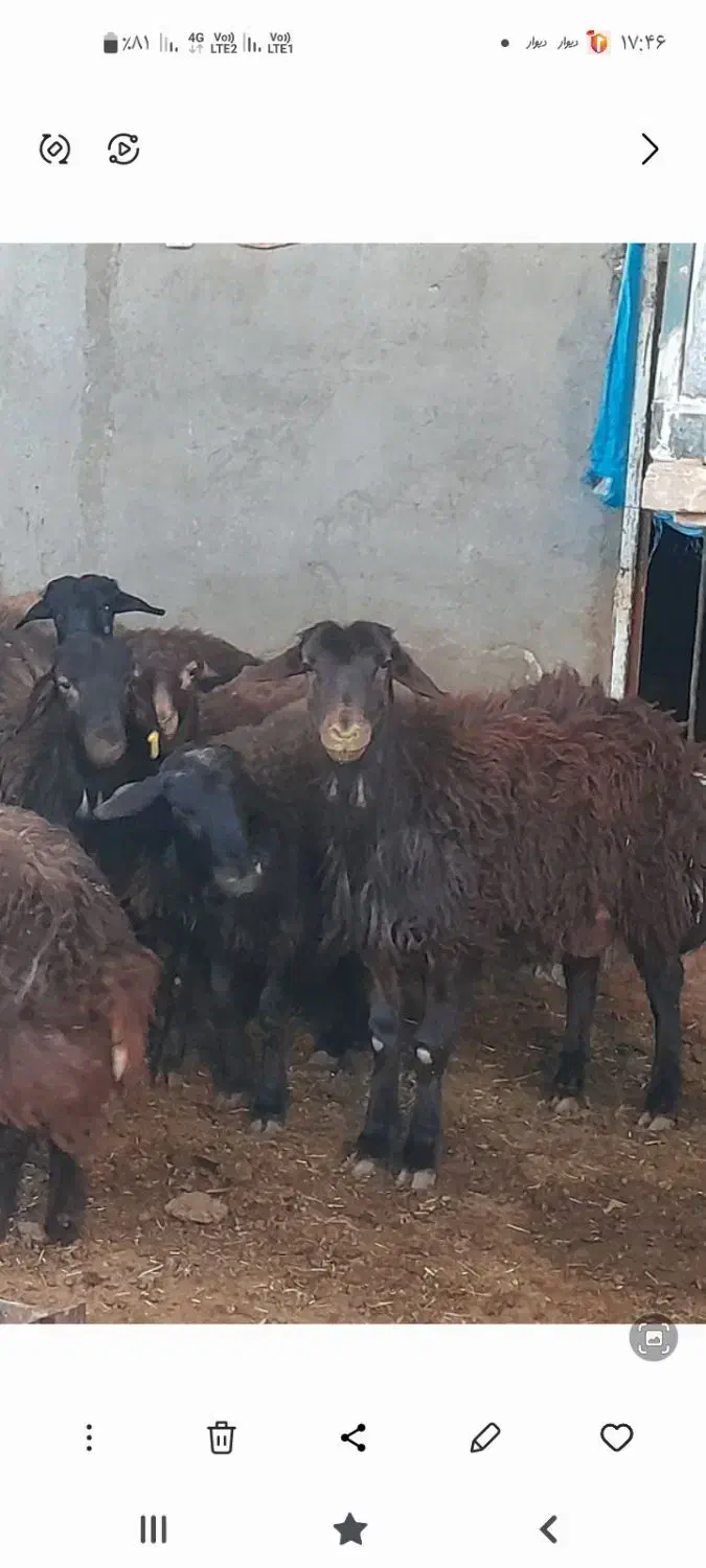 فروش چند راس بره نر افشاری چاق نقدی|حیوانات مزرعه|کاشان, آیت الله سعیدی|دیوار