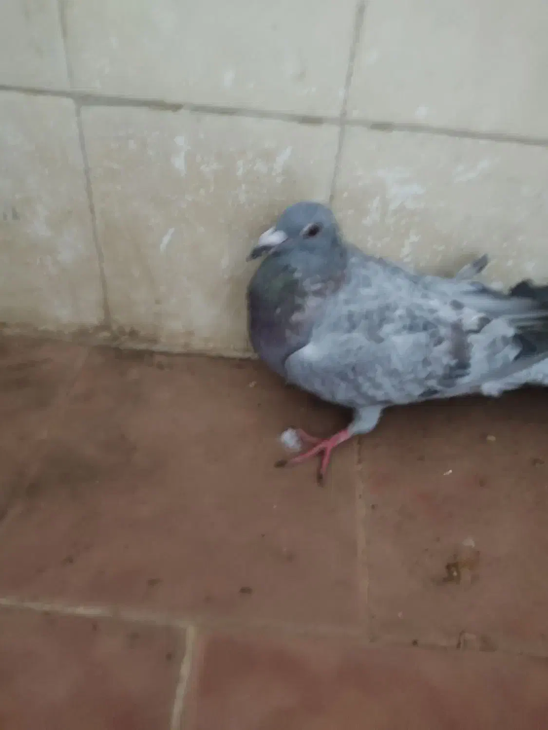 کبوتر|پرنده|سده (خراسان جنوبی), |دیوار