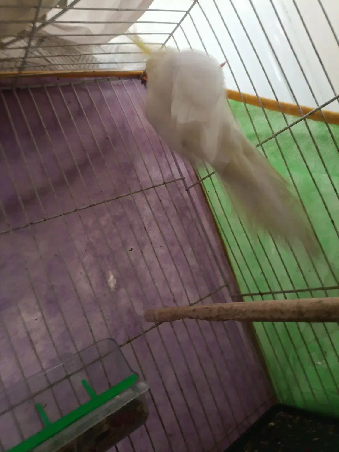 عروس هلندی|پرنده|مشهد, خواجه ربیع|دیوار