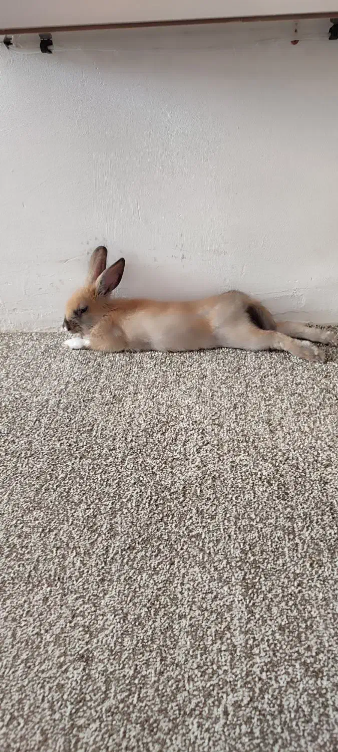 خرگوش آبستن|موش و خرگوش|جوانرود, |دیوار