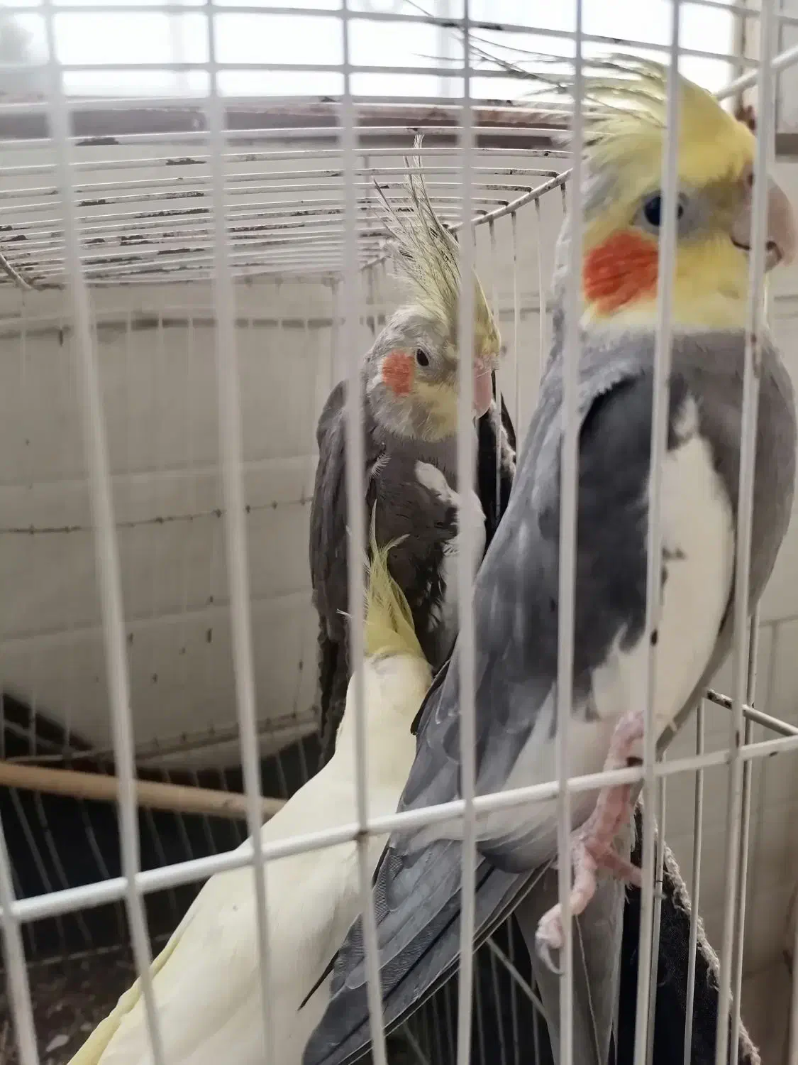 عروس هلندی|پرنده|گرگان, |دیوار