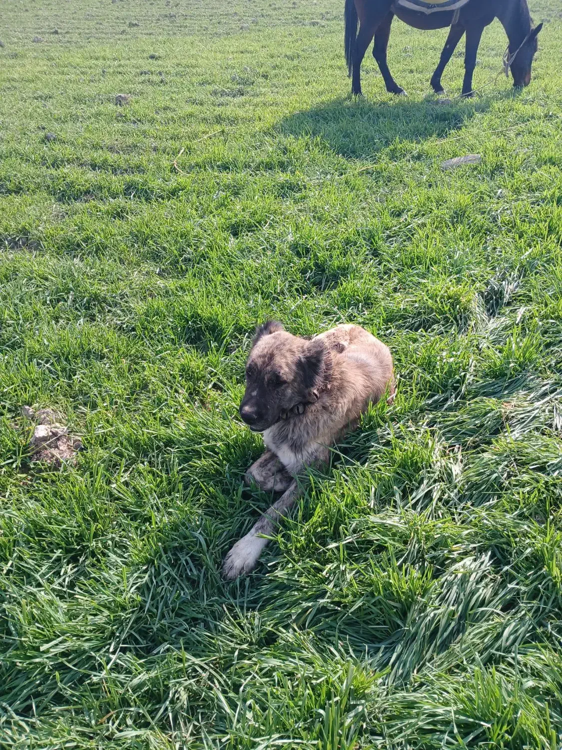 سگ گله|سگ|مشهد, تبادکان|دیوار