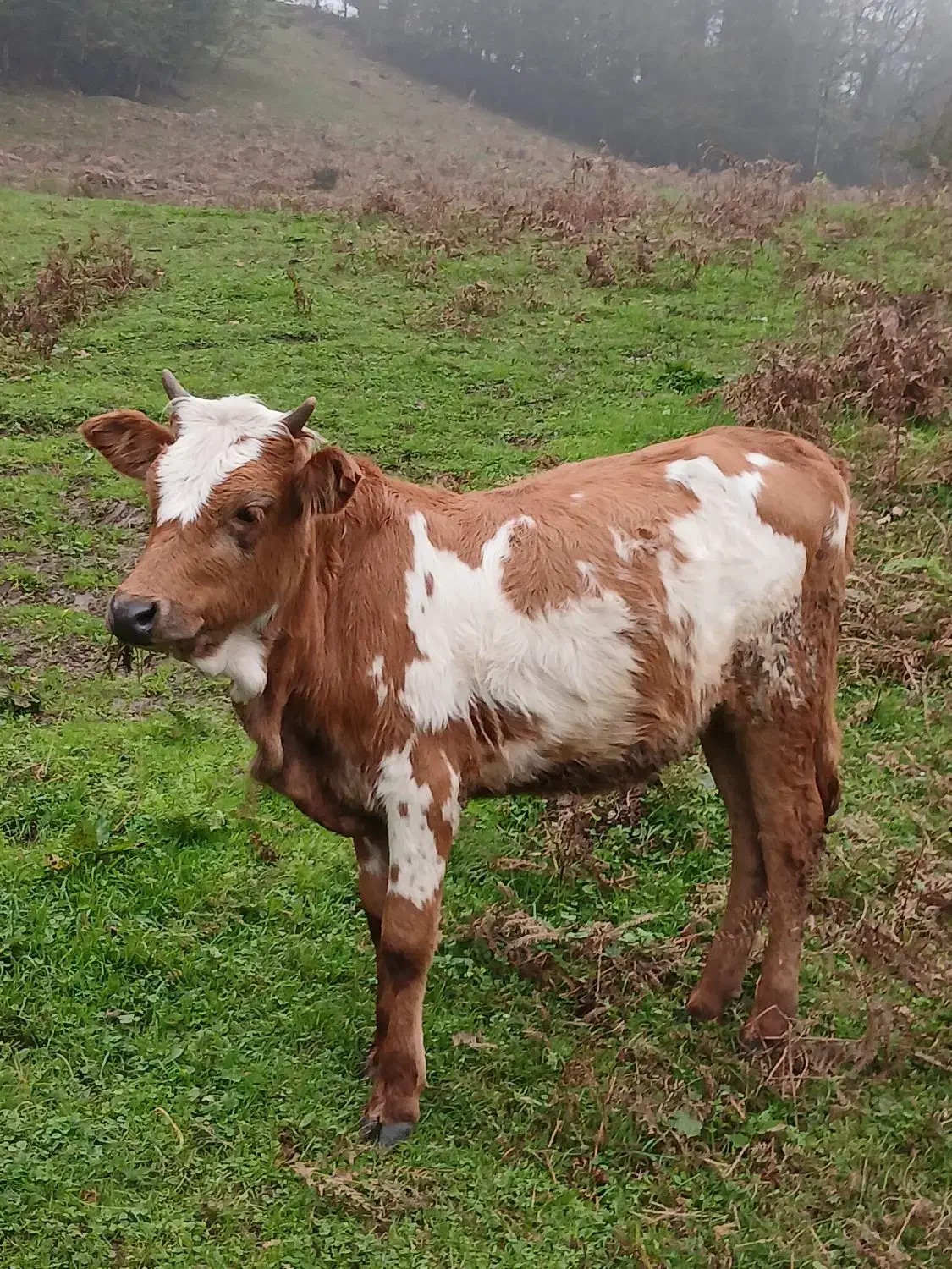 گاو شکم دار با گوساله|حیوانات مزرعه|دیلمان, |دیوار