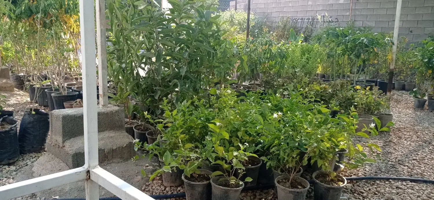 نهال فروشی|گل و گیاه طبیعی|رامهرمز, |دیوار