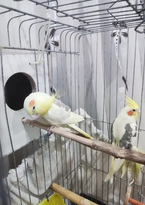 عروس هلندی دوکت با قفس|پرنده|دهلران, |دیوار