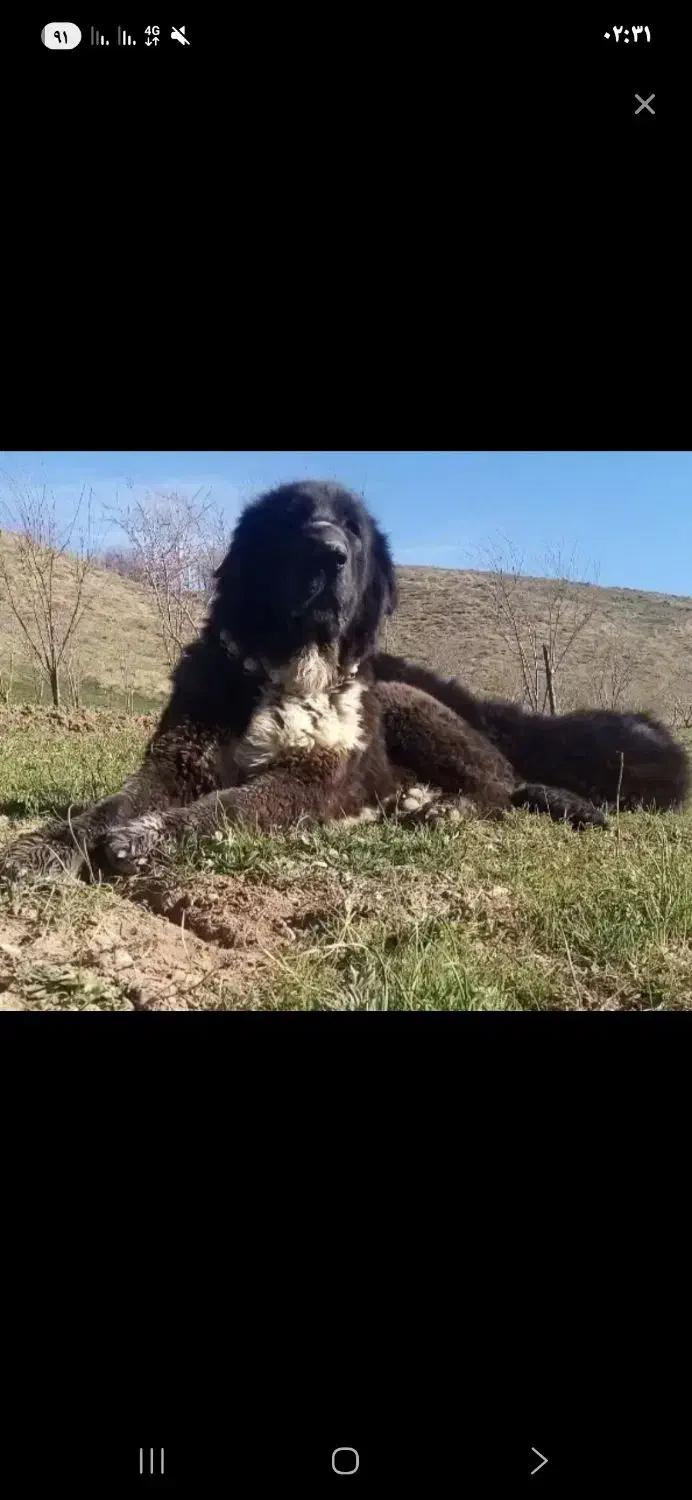 توله سگ قدرجونی|سگ|رفسنجان, |دیوار