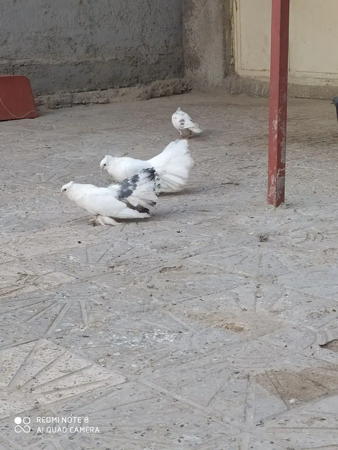 کفتر دم چتری|پرنده|بندرعباس, |دیوار