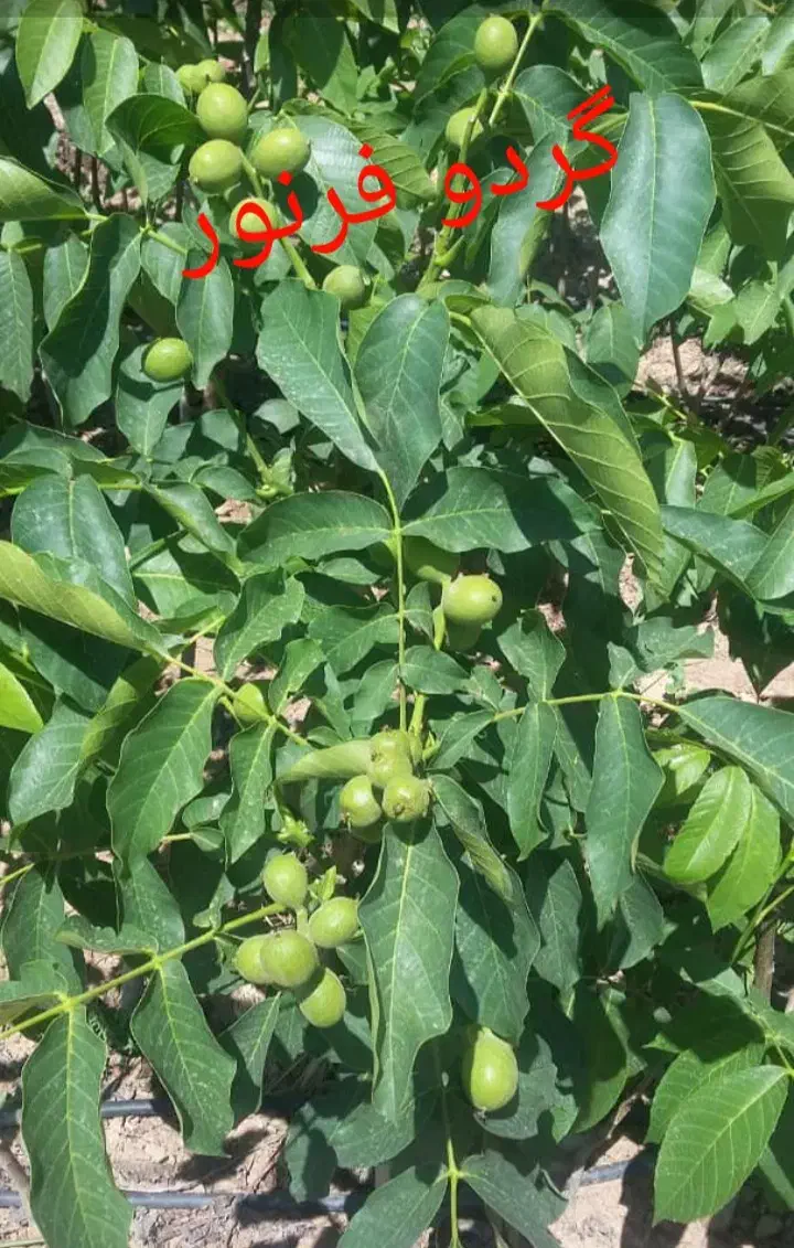 فروش نهال دیرگل|گل و گیاه طبیعی|قزوین, |دیوار