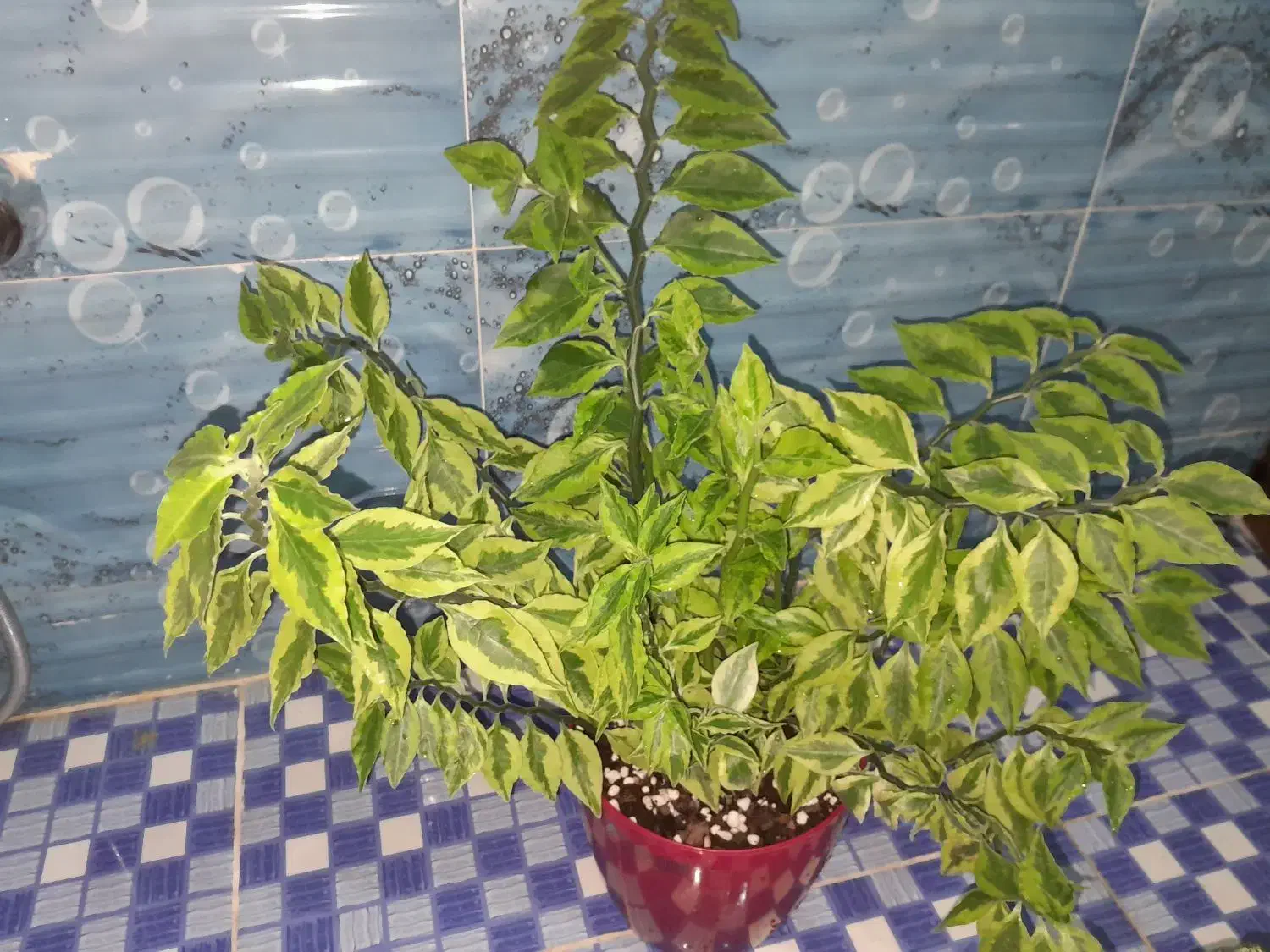 گل وگیاه|گل و گیاه طبیعی|اصفهان, عاشق‌آباد|دیوار