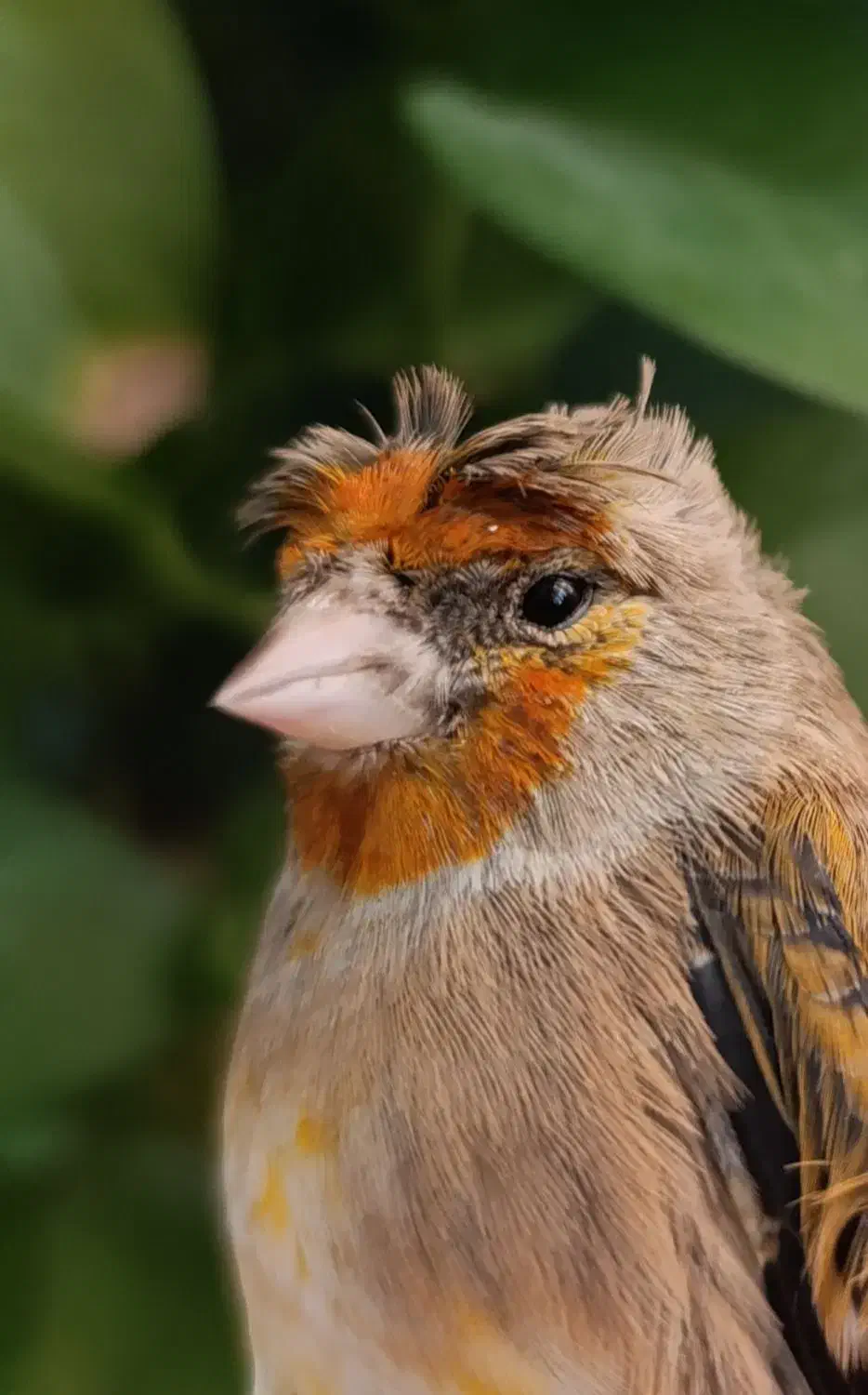 سهره قناری نر حلقه پا|پرنده|فردیس, شهرک ناز|دیوار