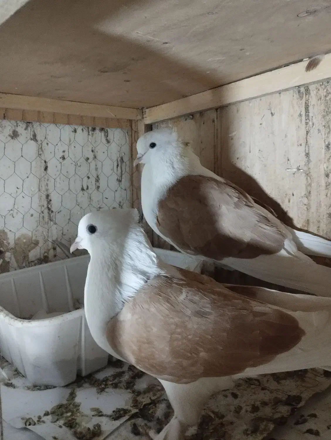 دو عدد کبوتر جفت|پرنده|قرچک, مهدیه|دیوار