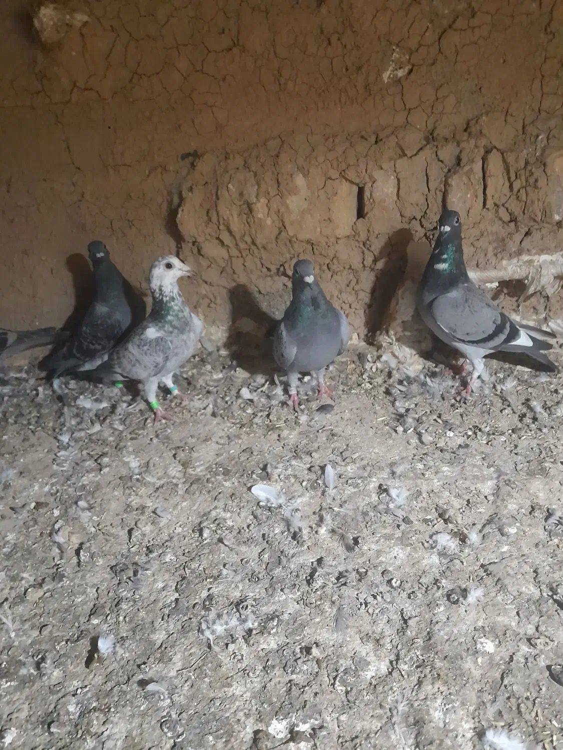 س چند جفت کبوترسالم سرمست المانی|پرنده|سورک, |دیوار