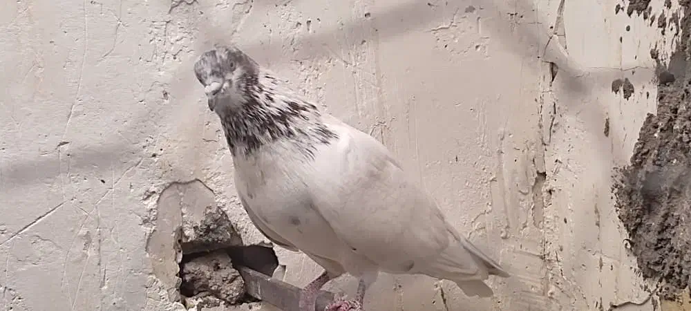 کبوتر فروشی|پرنده|سیرجان, |دیوار